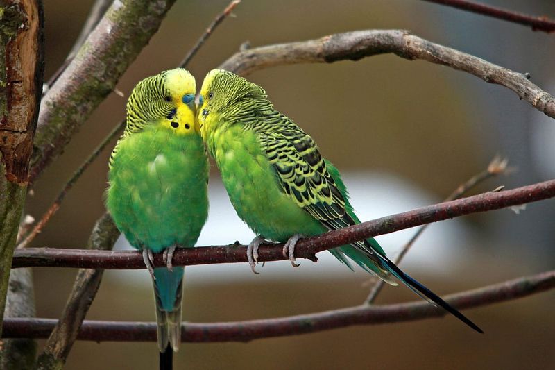 Lonely Solo Birds