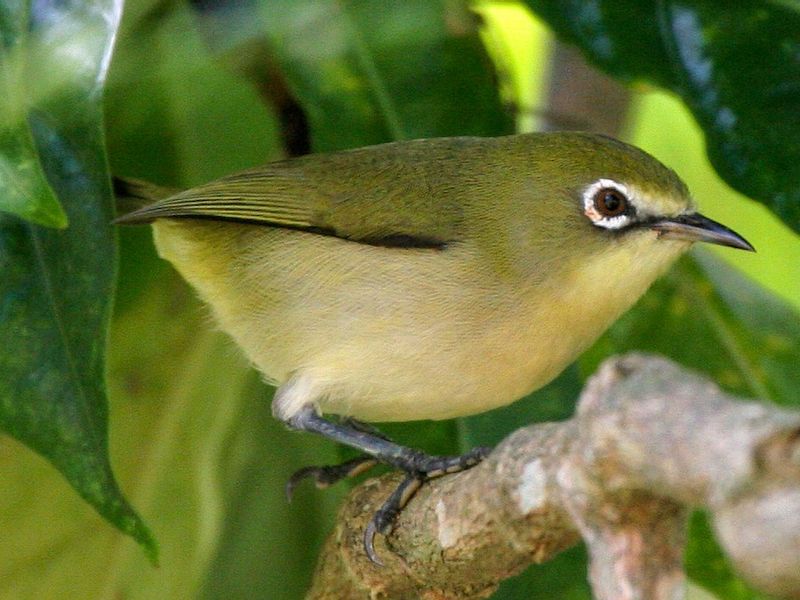 The Vanishing Island Songster