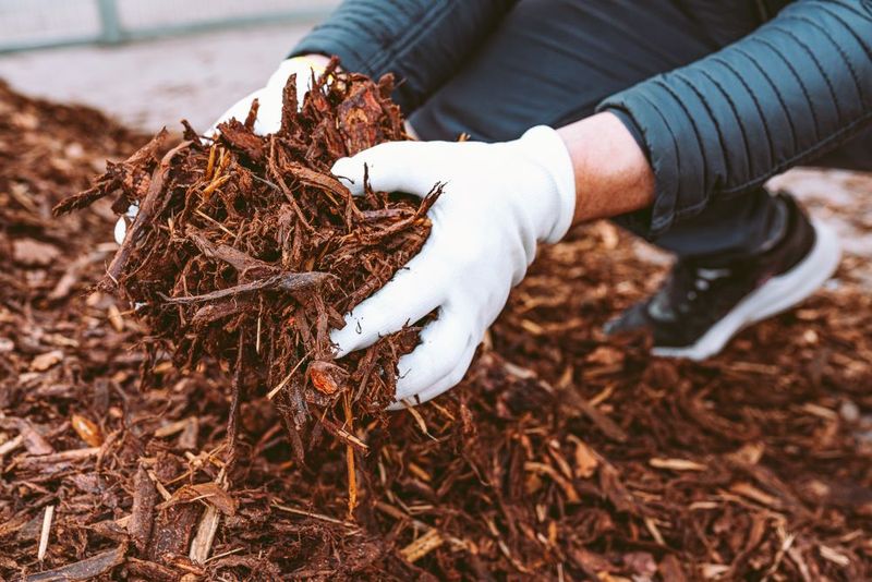 Moist Mulch Zones