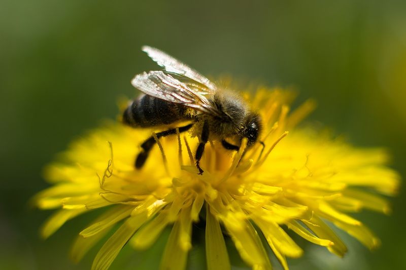 Weed Control Dependency