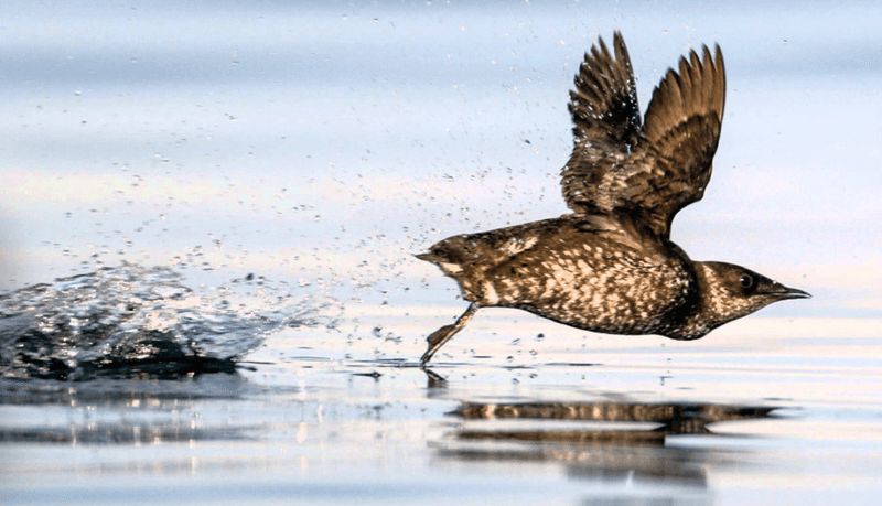 Marbled Murrelet – The Bird That Nests In Trees