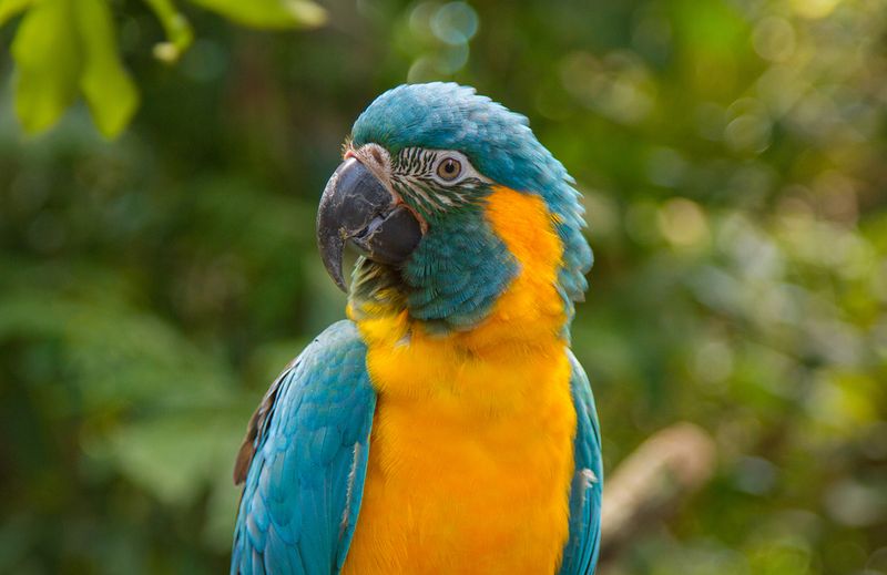 Blue-Throated Macaw - Bolivian Beauty