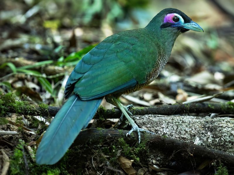 Sumatran Ground Cuckoo