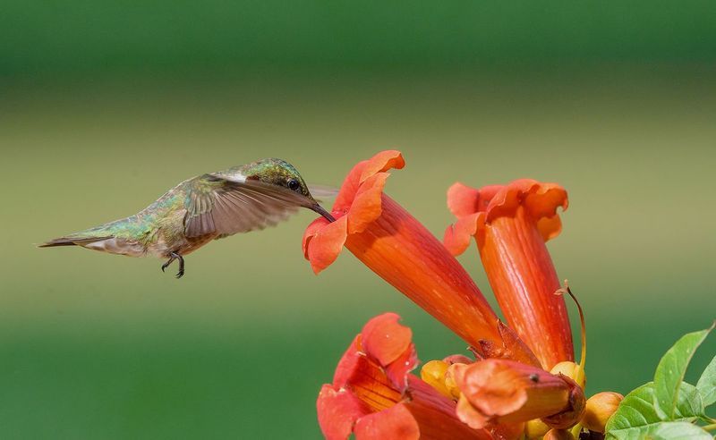 Feathered Fertilizers: Hummingbirds