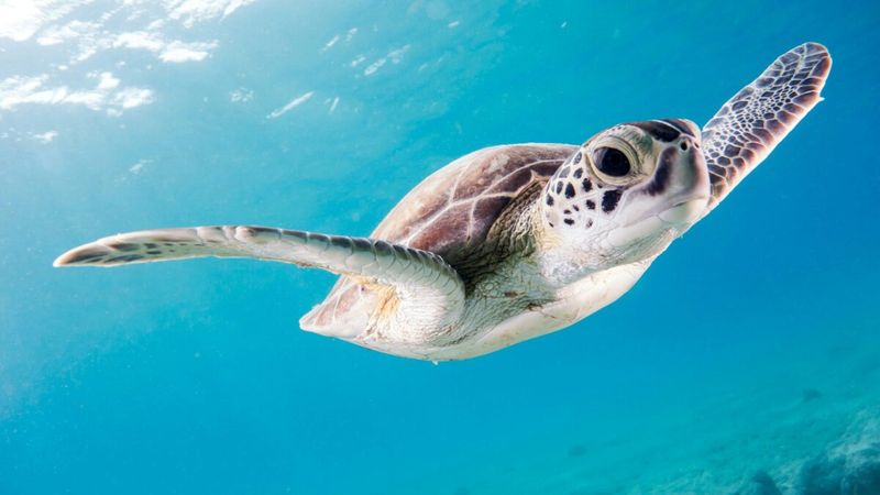 Ocean's Architects: Sea Turtles