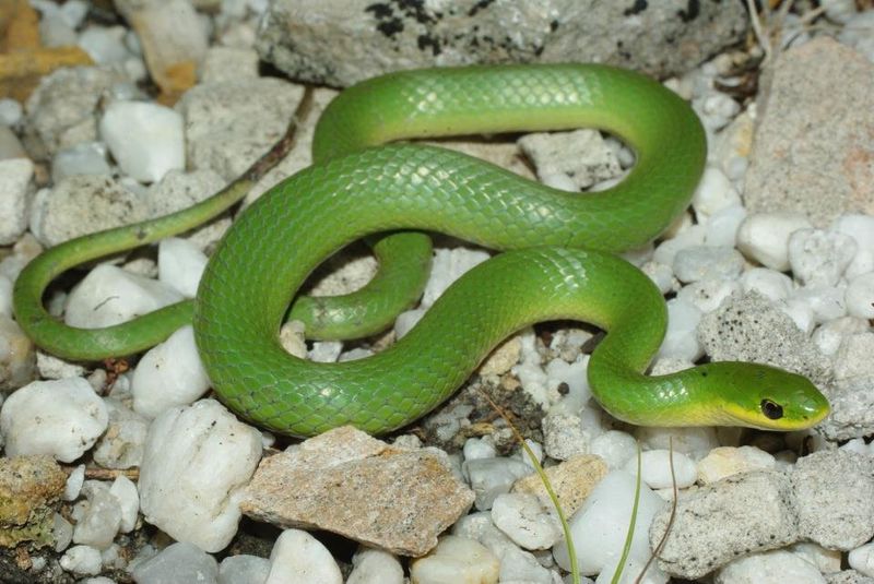 Smooth Green Snake – The Living Vine