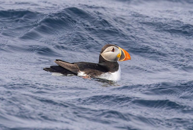 Saltwater-Proof Feathers
