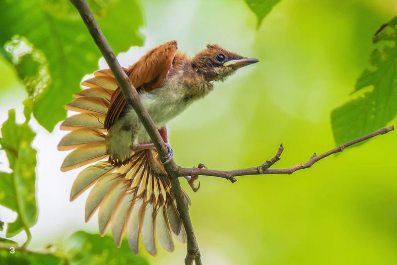 Flycatchers: Aerial Mosquito Interceptors