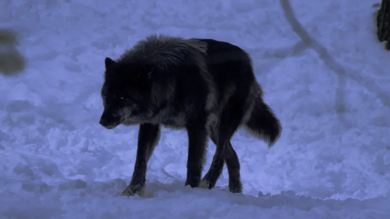 Wolves' Howling Lunar Connection
