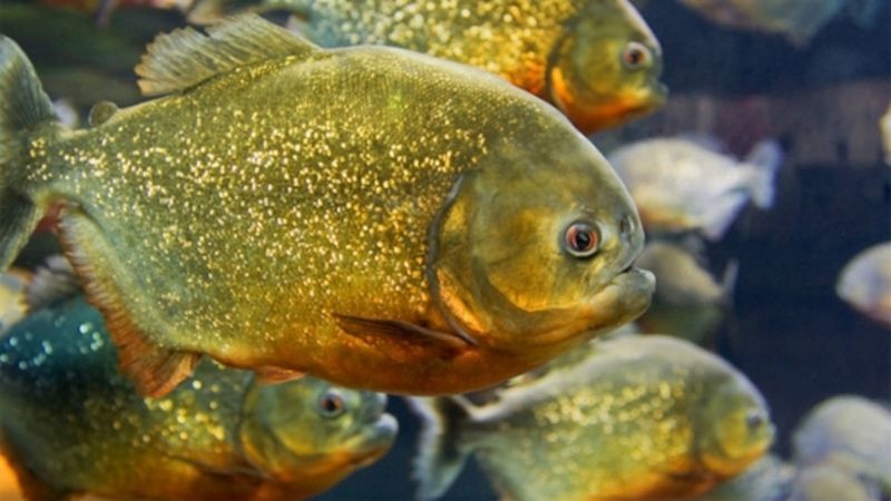 Specialized Species Diets