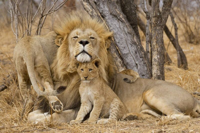 Endangered Status