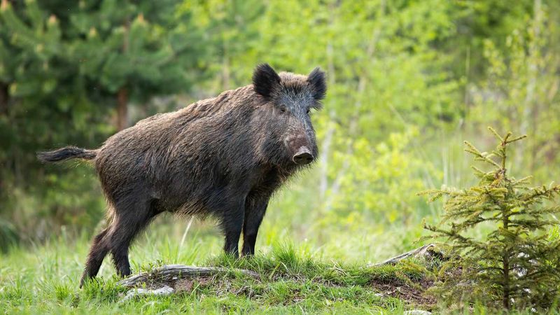  Bold Intruders: Wild Boars