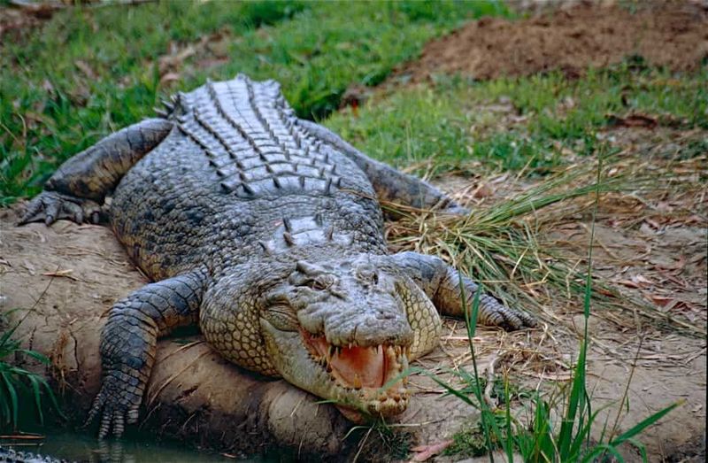 Saltwater Crocodile: The Ultimate Apex Predator