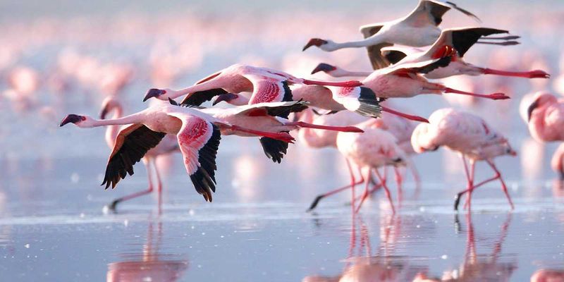 Flamingo