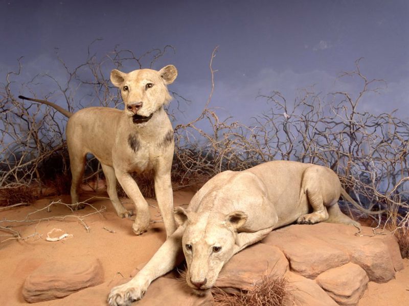 Tsavo Lions: The Ghost Man-Eaters