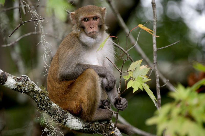 Rhesus Macaque