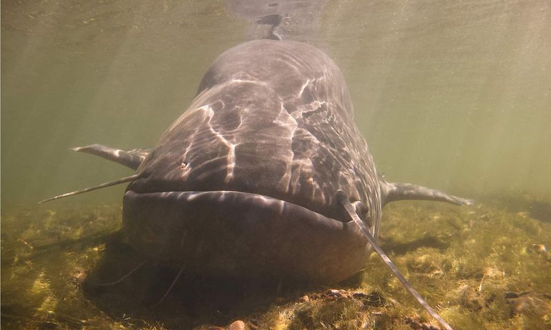 Wels Catfish: Europe's River Beast