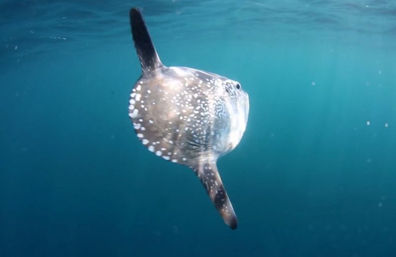 Hoodwinker Sunfish's Successful Deception