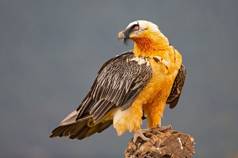 Elevation-Defying Bearded Vultures
