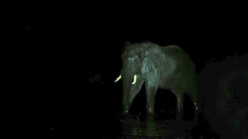 Ousmane The 'Ghost Elephant'