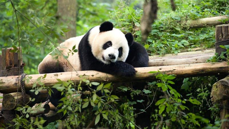 Conservation Success Story