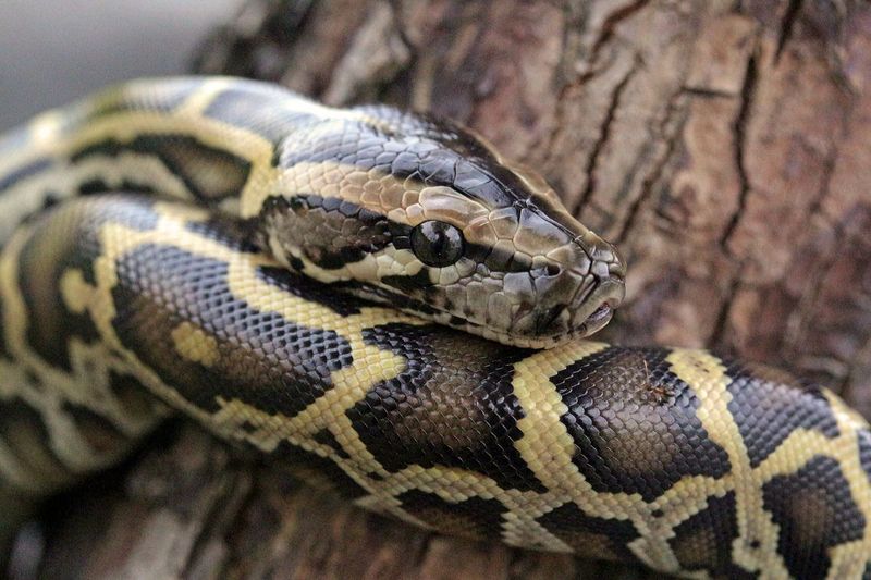 Burmese Pythons Are Dominating The Everglades