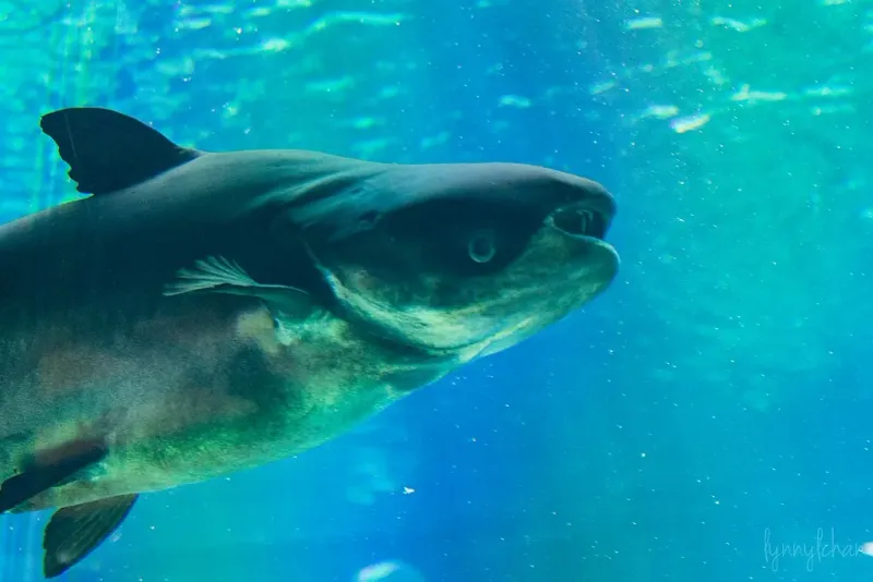 The Mekong River's Role In Producing Giant Catfish