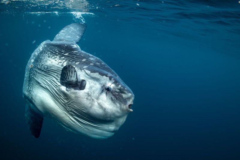 Sunfish Thrive In Unlikely Environments