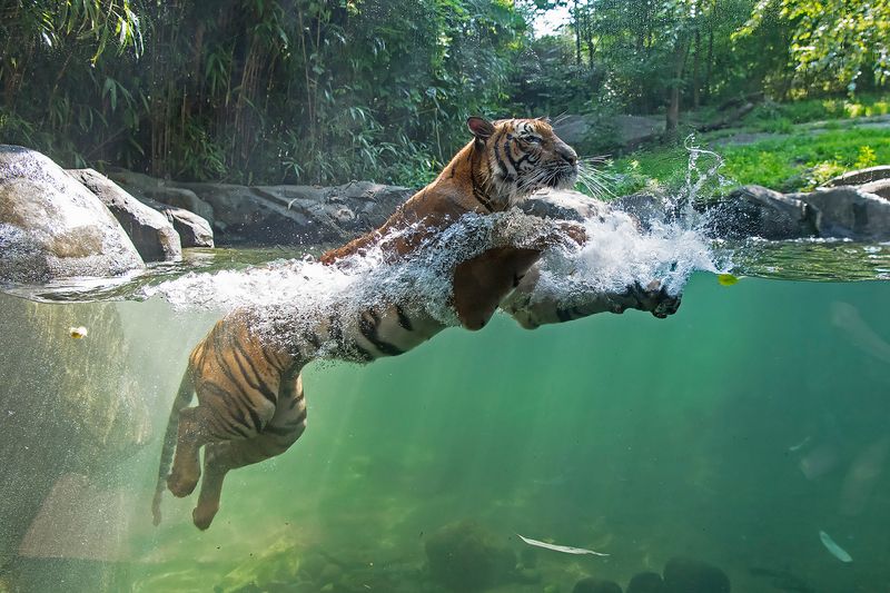 Tigers Are Exceptional Swimmers