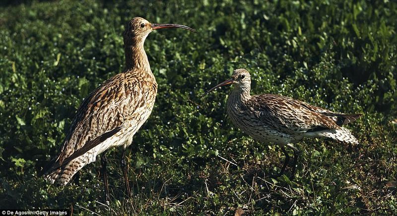 IUCN May Add It To The Official Extinct List