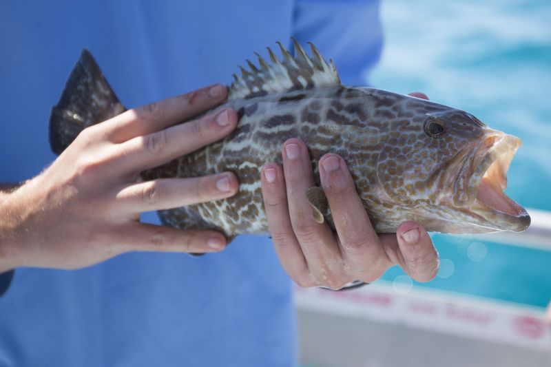 Nociceptors: How Fish React To Injury