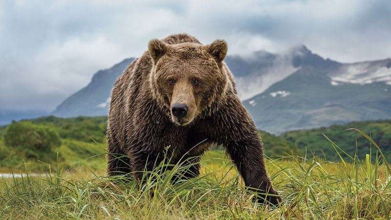 Wrangell Mountains Monarch