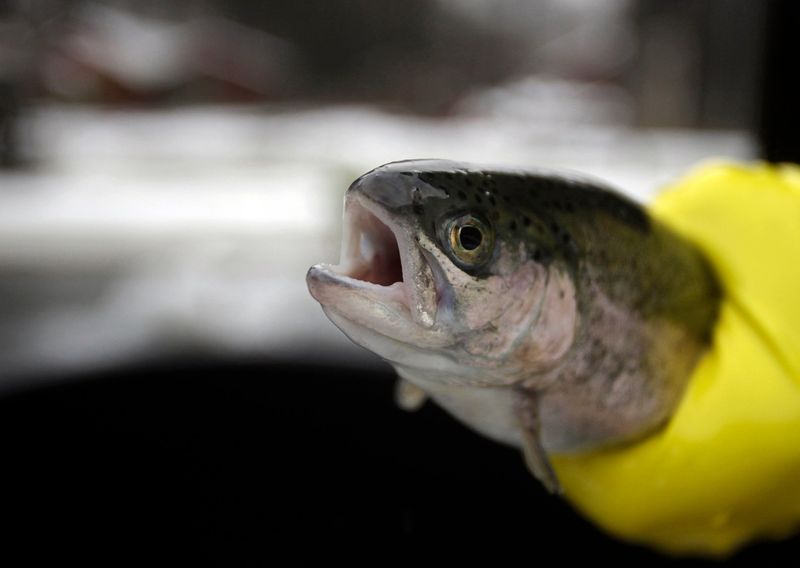 Understanding Fish Pain Through New Frameworks