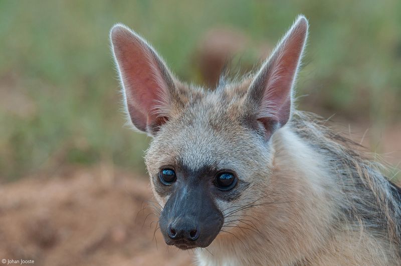 Aardwolf's Lack Of Fearsome Reputation