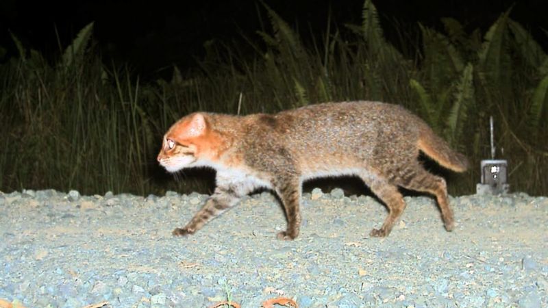 Why The Flat-Headed Cat Is So Rare to Encounter
