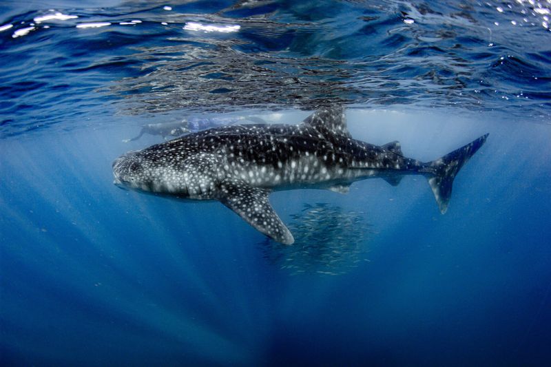 Increased Marine Traffic Disrupts Natural Behavior