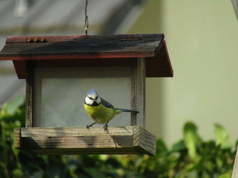 First-Bird Effect