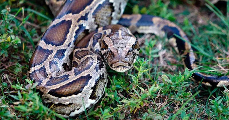 Native To Southeast Asia: How They Ended Up In Florida