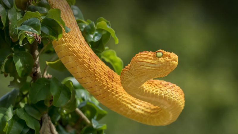South America: Golden Lancehead