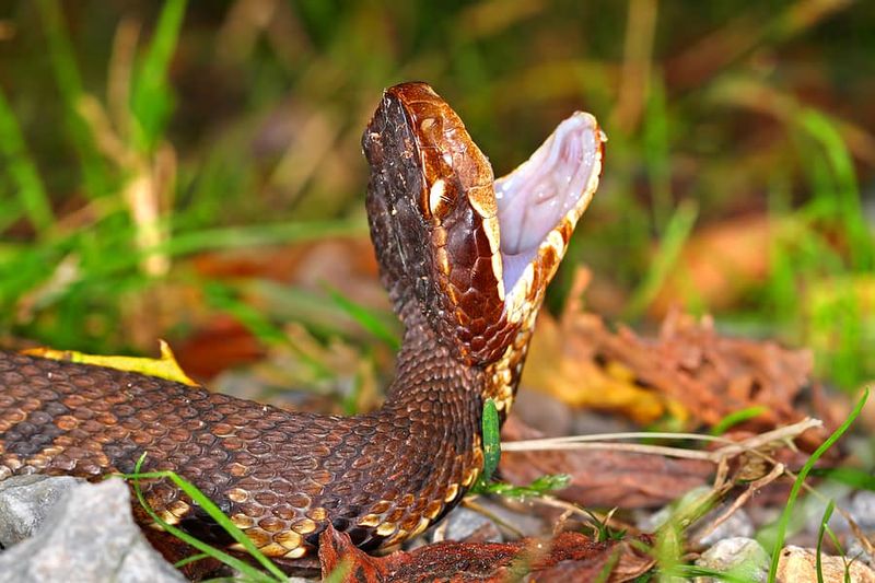 North America: Cottonmouth (Water Moccasin)