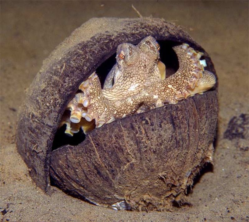 Tool-Using Octopuses Pass Knowledge To Others