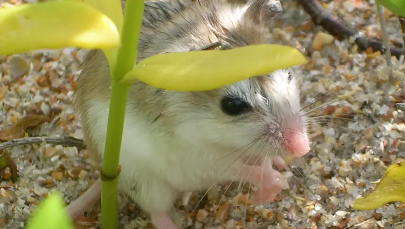 Alabama Beach Mouse – Dune Dweller