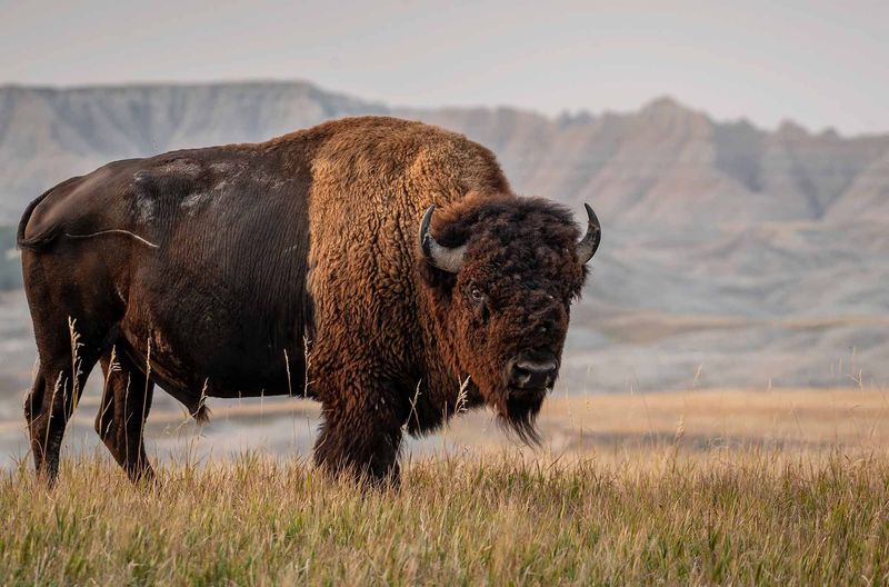 North Dakota – Bison
