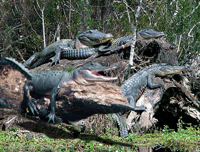 Louisiana's Alligator-Infested Wetlands