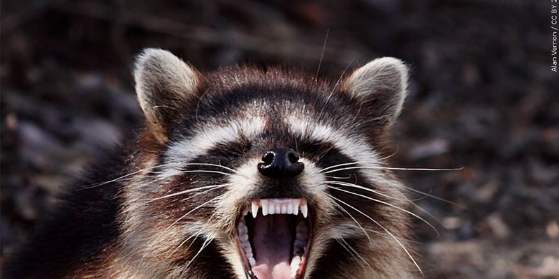South Carolina's Coastal Critters