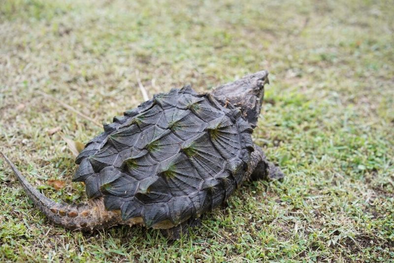 Louisiana
