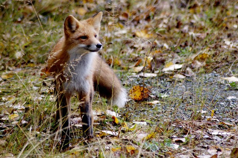 North Carolina - Red Fox