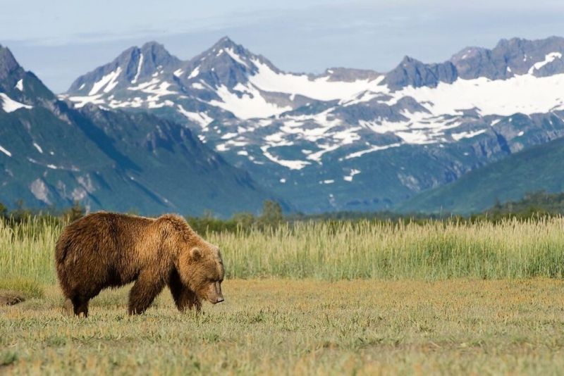 Olympic National Park: Historical Bear Territory