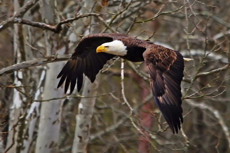 Ohio – Bald Eagle
