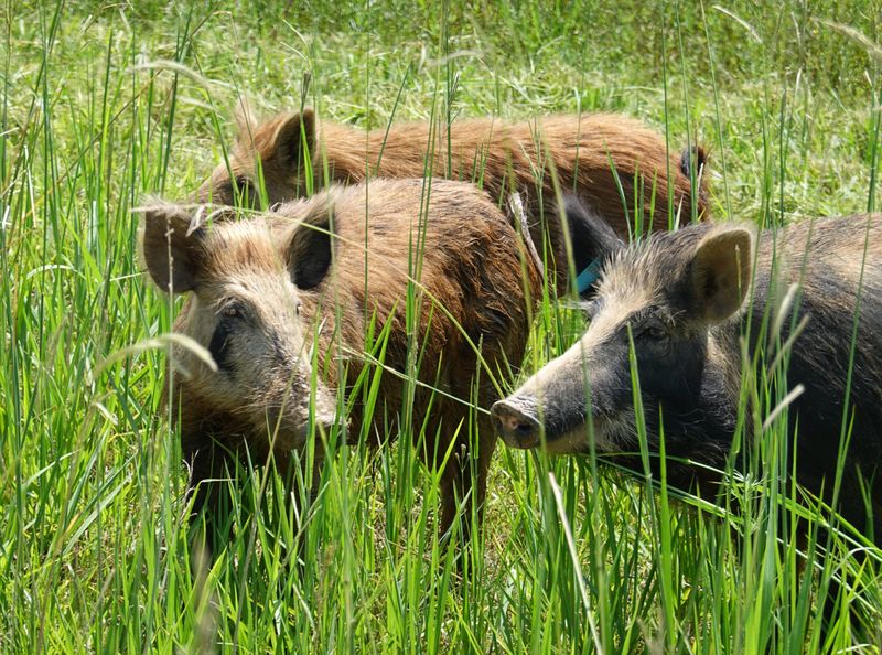 Vermont: Green Mountains, No Hogs